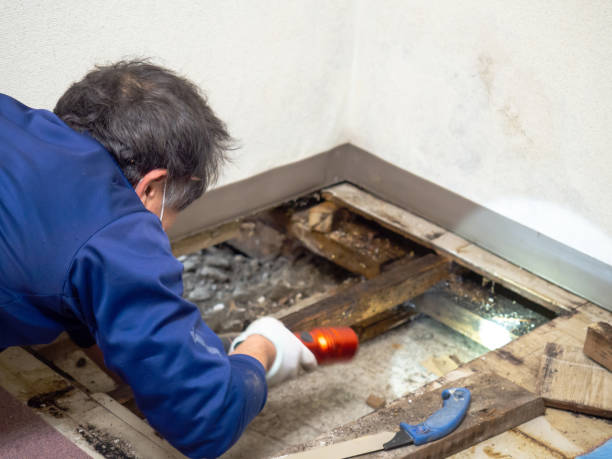 Best DIY Mold Remediation Support Services in Springfield, KY
